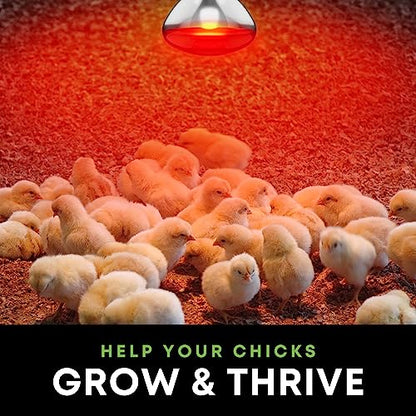 KOR 250 Watt R40 Incandescent Light Bulbs (2-Pack) - Bathroom Infrared Heat Lamp for Chickens Puppies Reptiles Livestock Poultry, Sauna Red Light Therapy Bulb - 2,000 Hour Rated, E26 Base, 120V - color: Red
