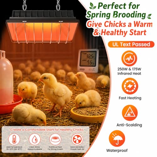 Heat Lamp for Chickens, Coop Heater for Chicks with 2pcs Heating Bulbs (250W&175W), Adjustable Temp.& Hanging Heights, Brooder Heater for Indoor Outdoor Use in Livestock Supplies (2, Black) - size: 2PCs