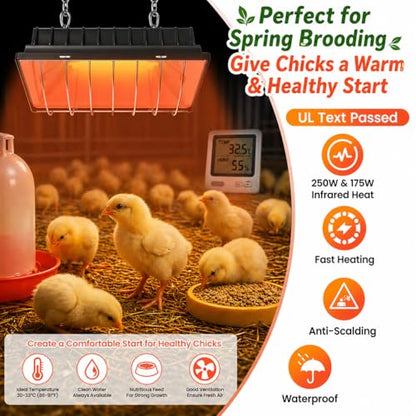 Heat Lamp for Chickens, Coop Heater for Chicks with 2pcs Heating Bulbs (250W&175W), Adjustable Temp.& Hanging Heights, Brooder Heater for Indoor Outdoor Use in Livestock Supplies (2, Black) - size: 2PCs