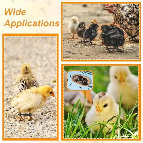 Chicken Leg Bands 600 Pcs Adjustable Chicken Leg Band, for Baby Chick 150 Pieces Hobble Braces, Poultry Spraddle for Newborn Chicks of 1 to 3 Days