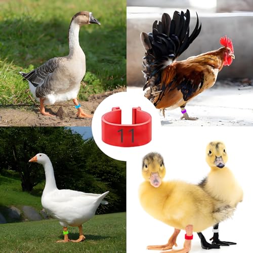 80 PCS,Multi Colored Bird Foot Rings, Open Snap Fasteners, Laser Engraved for Marking Poultry