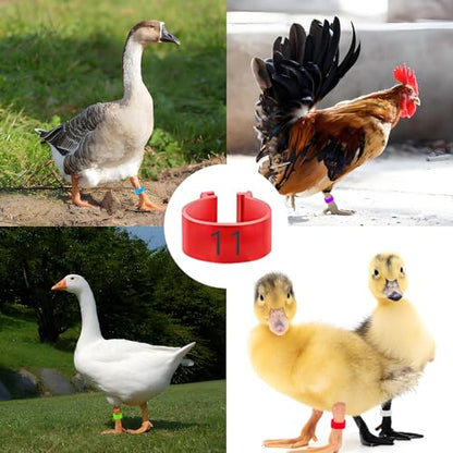 80 PCS,Multi Colored Bird Foot Rings, Open Snap Fasteners, Laser Engraved for Marking Poultry