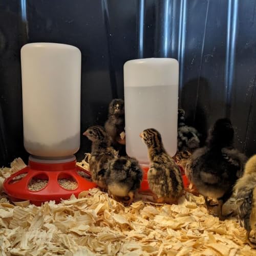 Chick Feeder Waterer Set for Chicken Chick Coop