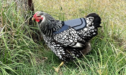 DOWN UNDER OUTDOORS Chicken Saddle with Adjustable Straps for Medium and Large Hens, Chicken Apron, Poultry Saver, Pet Supplies, Including Shoulder Cover (Grey Mesh) - color: Grey Mesh