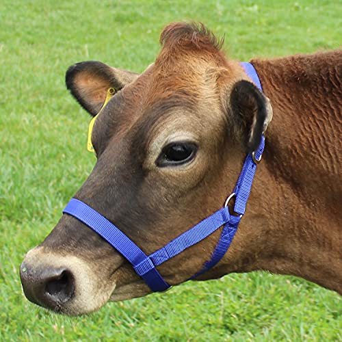 Derby Originals Adjustable Nylon Livestock Cattle Halters - color: Royal Blue, size: Large (800-1400lbs)