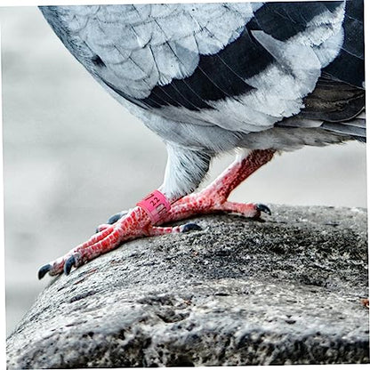 BESPORTBLE 100pcs Dove Poultry Identification Aluminum Bird Leg Bands Reusable Lightweight Chicken Foot Rings