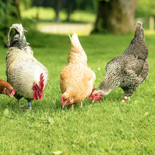 Poultry Leg Bands, 6 Colors 100PCS/Bag 16MM 001-100 Numbered Plastic Poultry Chickens Ducks Goose Leg Bands Rings for Chickens Gamefowl Turkey Duck Goose(Red) - color: Red