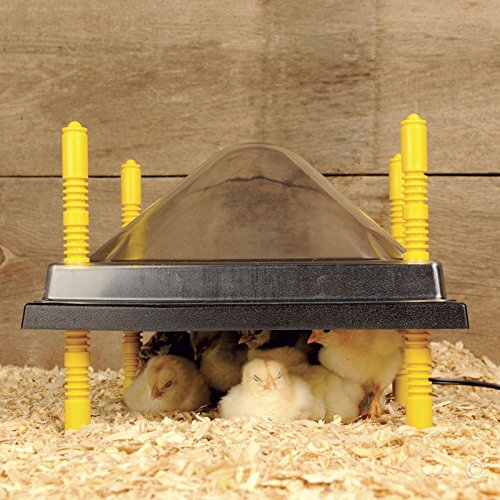 Premier 1 Chick Heating Plate Kit with Adjustable Legs | Includes Anti-Perch Cover | 10"x10" Plate Warms Up to 15 Chicks