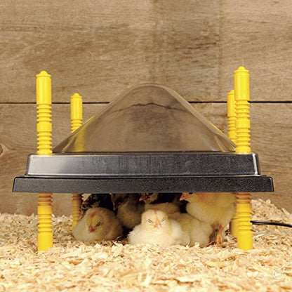 Premier 1 Chick Heating Plate Kit with Adjustable Legs | Includes Anti-Perch Cover | 10"x10" Plate Warms Up to 15 Chicks