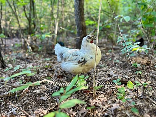 12 Barnyard Mix Chicken Fertile Hatching Eggs - Shipped in Foam from Free Range Birds