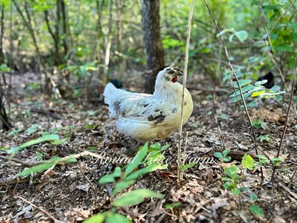 12 Barnyard Mix Chicken Fertile Hatching Eggs - Shipped in Foam from Free Range Birds