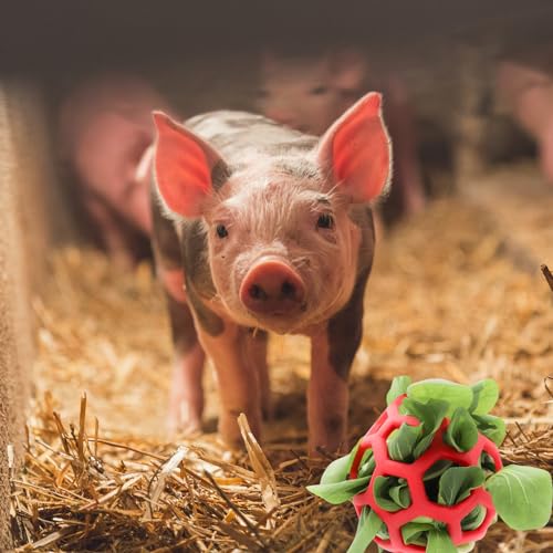 3PC Mini Pig Feeder Ball Toy Piggies Rabbit Feeding Grass Ball Treat Ball Toy Fruit Vegetable Feeder Holder Foraging Toy for Bunny Chinchilla Small Animals Pet (3 PC)