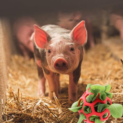3PC Mini Pig Feeder Ball Toy Piggies Rabbit Feeding Grass Ball Treat Ball Toy Fruit Vegetable Feeder Holder Foraging Toy for Bunny Chinchilla Small Animals Pet (3 PC)