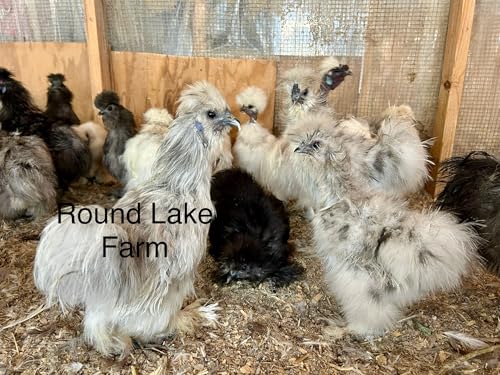 Silkie Chicken Fertile Hatching Eggs - Shipped in Foam from Silky Birds