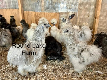 Silkie Chicken Fertile Hatching Eggs - Shipped in Foam from Silky Birds