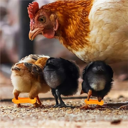 Chicken Leg Bands 60 Pcs Chick Leg Correction Brace PVC Adjustable Splay Support for Chicks Healthy Growth Reusable Poultry Care