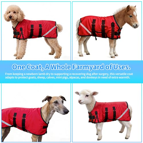 Winter Goat Blanket with Adjustable Belly Wrap for Teenage Lambs (4-8 Months), Adult Goats, Sheep, Medium/Large Breed Dogs, Calves & Mini Pigs, 1680D Water Resistant, 150g 【25.5” Back】 - color: Red, size: Small