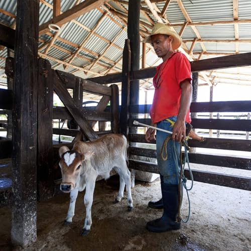 Calf Milk Feeder Tube, Cow Nursing Feeding Hose for Cattle, 16" Feeding Apparatus Replacement Tube for Lamb and Goat Bottle Feeder