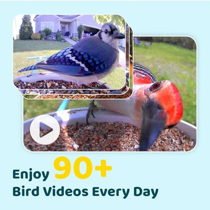 NETVUE by Birdfy Smart Bird Feeder with Camera – AI Identifies Birds Species 2MP Night Vision & App Alerts, 2.4Ghz Wi-Fi Connect IP65 Weatherproof Bird Camera-Gift for Backyard BirdWatchers, Blue - color: Blue, style: AI Solar