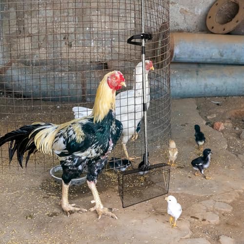 KESYOO Chicken Coop Cleaning Shovel 38cm Long Handle Heavy Duty Metal Chicken Waste Collection Tool Poultry Supplies Farm Use