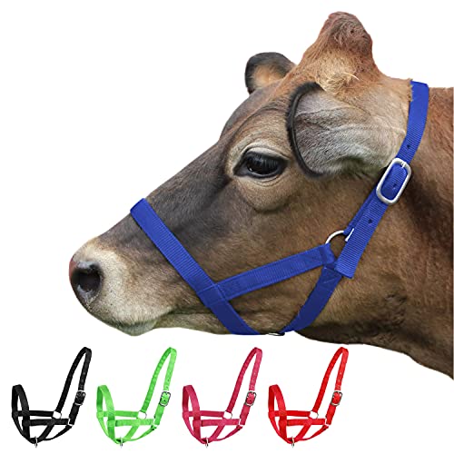Derby Originals Adjustable Nylon Livestock Cattle Halters - color: Royal Blue, size: X-Large (1400-2000+lbs)