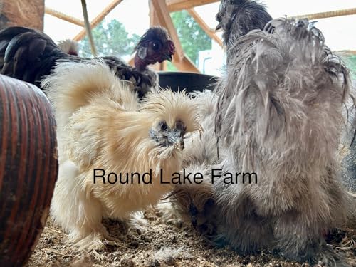 Silkie Chicken Fertile Hatching Eggs - Shipped in Foam from Silky Birds