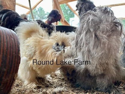 Silkie Chicken Fertile Hatching Eggs - Shipped in Foam from Silky Birds