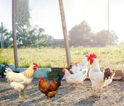 Adjustable 100 Pcs Chicken Leg Rings, Colorful Numbered Chicken Identification Leg Bands, Durable Poultry Leg Bands for Chickens Ducks Goose Turkey