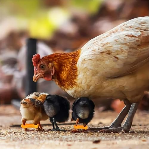 Chicken Leg Bands 60 Pcs Chicken Hobble Braces, Poultry Leg Bands, Baby Chick Hobbles, Slay Brace