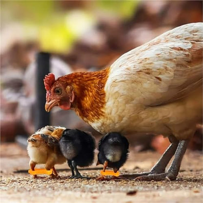 Chicken Leg Bands 60 Pcs Chicken Hobble Braces, Poultry Leg Bands, Baby Chick Hobbles, Slay Brace