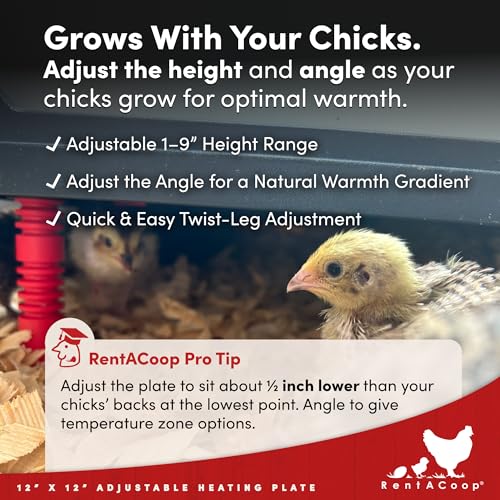 RentACoop 12x12” Adjustable Heating Plate with Hard Anti-Roost Cone Set and Removable Comfort Feathers - Chick Brooder Heat Plate Warms Up to 20 Chicks – Energy Efficient - Safer Than Heat Lamps