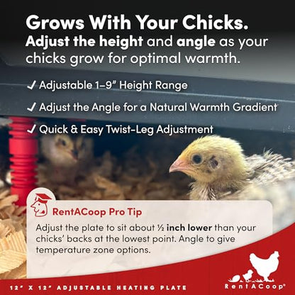 RentACoop 12x12” Adjustable Heating Plate with Hard Anti-Roost Cone Set and Removable Comfort Feathers - Chick Brooder Heat Plate Warms Up to 20 Chicks – Energy Efficient - Safer Than Heat Lamps