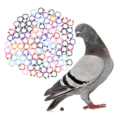 100pcs Colorful Poultry Foot Rings Large Clip-on Leg Bands for Pigeons Doves Ducks and Chickens Easy Identification for Bird Breeders and Enthusiasts