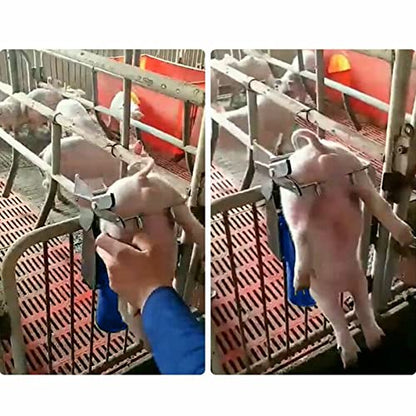 Large Pig Castration Rack Tools, Stainless Piglet Castration Device, for Farm Livestock (Large) - style: large