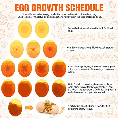 Gavigain LED Egg Candler Light Tester, Egg Tester Chicken Egg Monitoring Tester LED Incubator Light Candling Lamp Inspection US Plug 100-240V