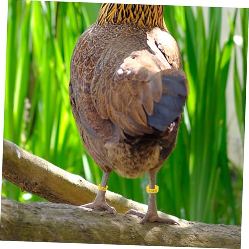 50pcs Poultry Leg Bands Durable Chicken Leg Rings for Easy Identification of Roosters Hens Lightweight Reusable Bright Colors for Marking Different Breeds