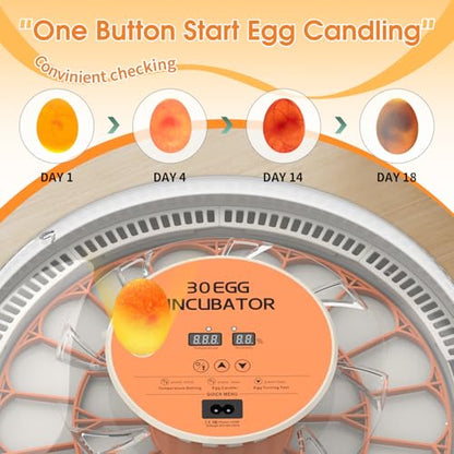 30 Egg Incubator with Automatic Egg Turning, Temperature Control and Humidity Monitor Incubators for Hatching Eggs, Chicken, Ducks, Goose, Pigeon, Quail, Parrot Incubator for Farm, Lab - size: 30-EGGS