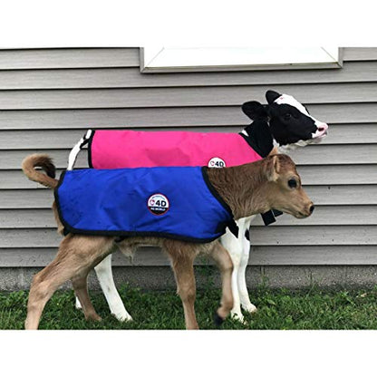 Calf Coat Small for Jersey calves Blue