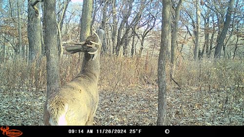 Wildgame Innovations Insite-V 2-Pack Cellular Trail Camera 32 MP, 80ft Detection - size: 2-Pack