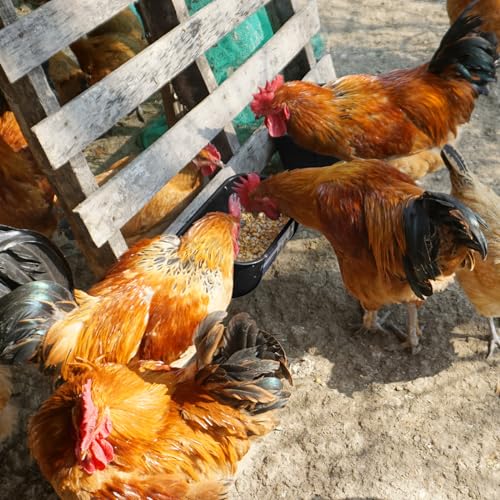 Goovilla Chicken Feeder Waterer, Hanging or Screw-in Fence Feeders with Clips, 2 Pack 5 Quart Goat Feeding Supplies, Duck Piglet Sheeple Coop Dog Livestock Poultry Plastic Feeder Trough Bucket, Black - color: Black, size: 5 Quart
