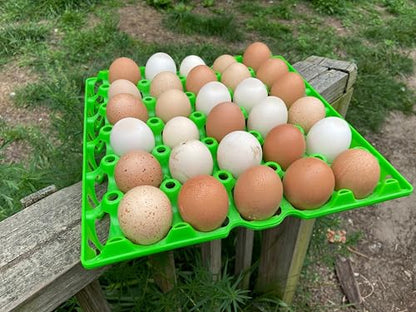12 Barnyard Mix Chicken Fertile Hatching Eggs - Shipped in Foam from Free Range Birds