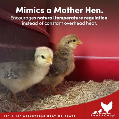 RentACoop 10x10” Heating Plate with Hard Anti-Roost Cone Set and Removable Comfort Feathers – Chick Brooder Heat Plate Warms Up to 15 Chicks – Energy Efficient - Safer Than Heat Lamps
