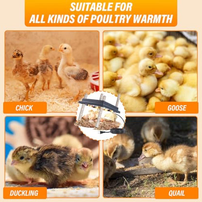 Chick Brooder Heating Plate, 10" x 10" Chick Incubator Heating Lamp, Adjustable Angle and Height Chick Brooder, Safe Incubators With Easy Clean Plate for Chicks/Ducks Thermostat for 15 Chicks (Black)