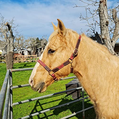 Vibrania Leather Horse Halter in Two Tone Double Layer Super Soft Premium Distressed Leather with Solid Brass Hardware (Oversize, Cherry) - color: Cherry, size: Oversize