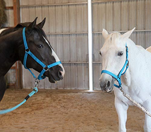 Majestic Ally Pack of 2 Adjustable Halter for Horses–Adjustable Chin and Crown– Sewn-in Throat Snap Hook- Heavy Duty Rose Gold or Black Nickel Finish Hardware–Full - color: Purple