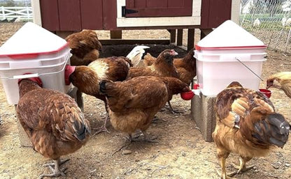 RentACoop 25lb BPA-Free Chicken Feeder with Large Ports - 2025 Version