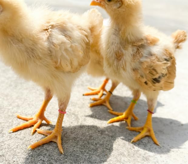 100PCS Baby Poultry Leg Bands, Soft Elastic Chicken Leg Rings for Identification, Comfort Fit for Chicks Ducklings Bantams Pigeons Parrots Canaries and Small Birds (Medium (Size 4) 1/4”) - size: MEDIUM (Size 4)1/4”