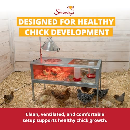 Stromberg's Stand Up Chick Brooder, Elevated Chicken Brooder Pen with Lamp Stand, Removable Tray, Wire Floor, Ventilated Steel Design, Raised Frame for Easy Cleaning and Chick Care