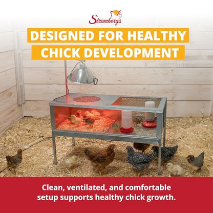 Stromberg's Stand Up Chick Brooder, Elevated Chicken Brooder Pen with Lamp Stand, Removable Tray, Wire Floor, Ventilated Steel Design, Raised Frame for Easy Cleaning and Chick Care