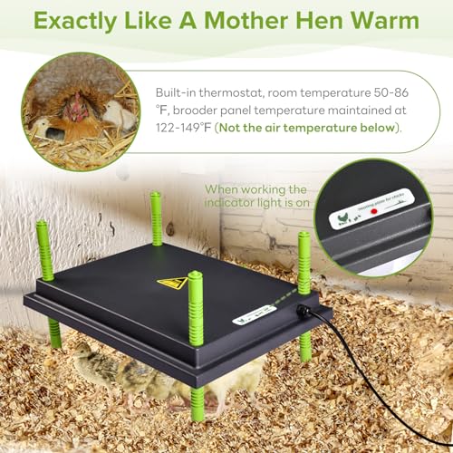 Tetuga Chick Heating Plate - 12 x 16 Inch Chicken Heater Plate for Chicks with Adjustable Height & Angle - 30W Safer Than Brooder Lamp Warms Up to 40 Chicks - size: 12x16 Inch